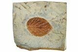 Detailed Fossil Leaf (Celtis) - Montana #262531-1